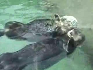 Otters Holding Hands